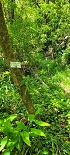 Plants: image 21 Of 208 Thumb